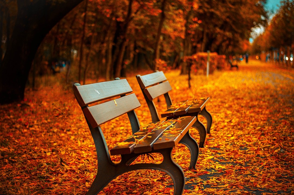 Auf dem Bild sind im Herbst zwei Sitzbänke im Park zu sehen. Rote herabgefallene Blätter bedecken den Asphalt .